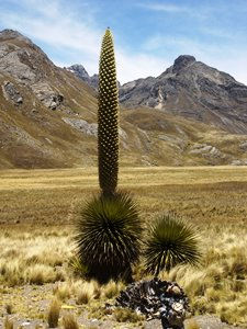 con mas flores